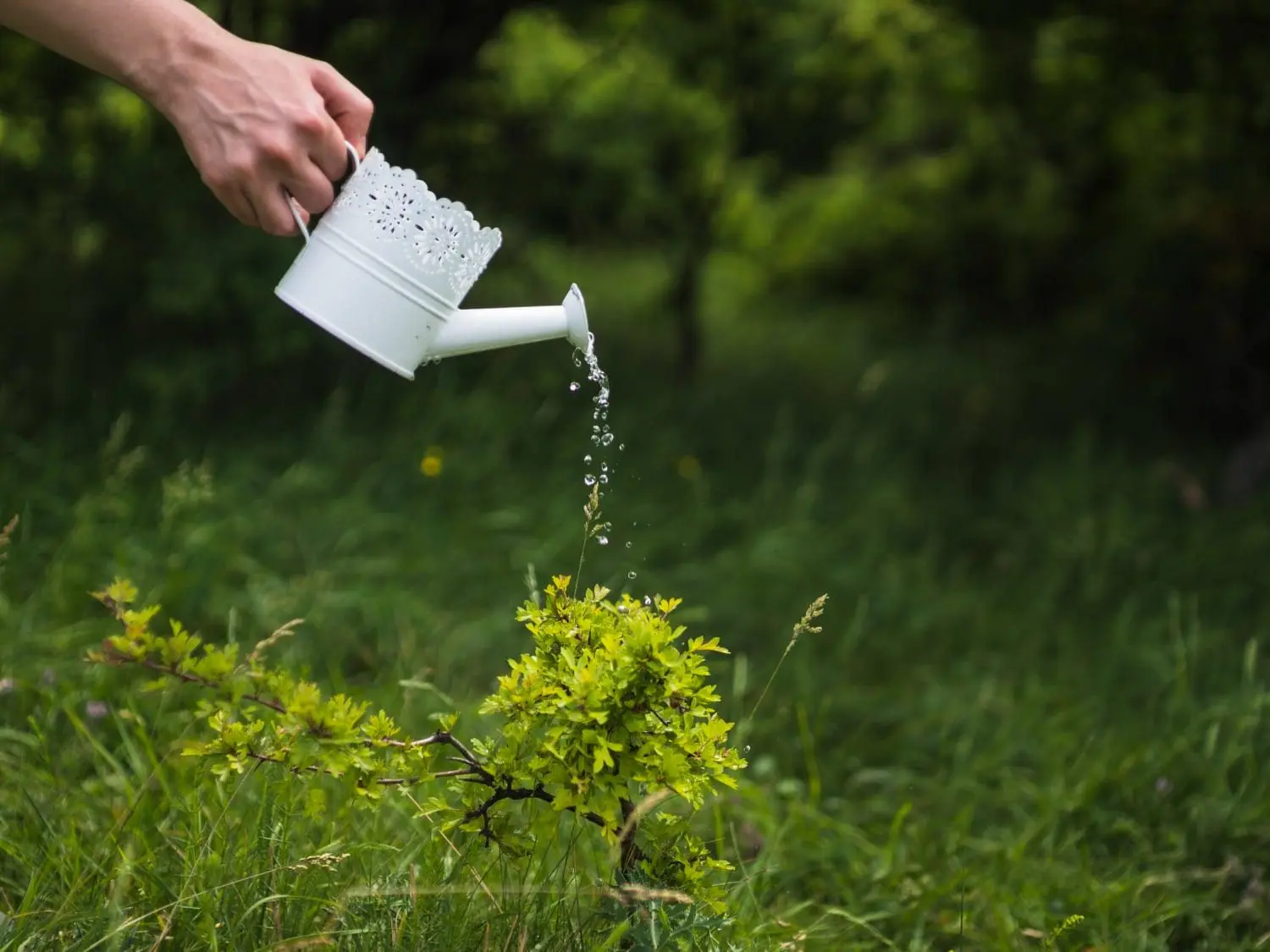 Hand watering a small green plant outdoors