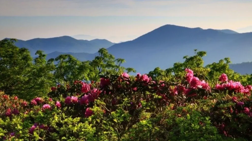 Craggy Gardens Trail Guide to Hiking and Scenic Views